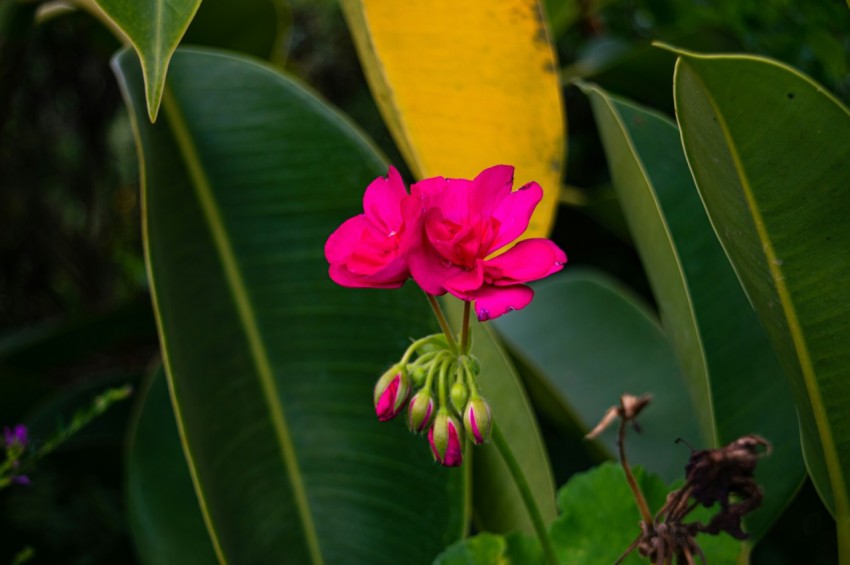 a pink flower is blooming among green leaves l5Y I