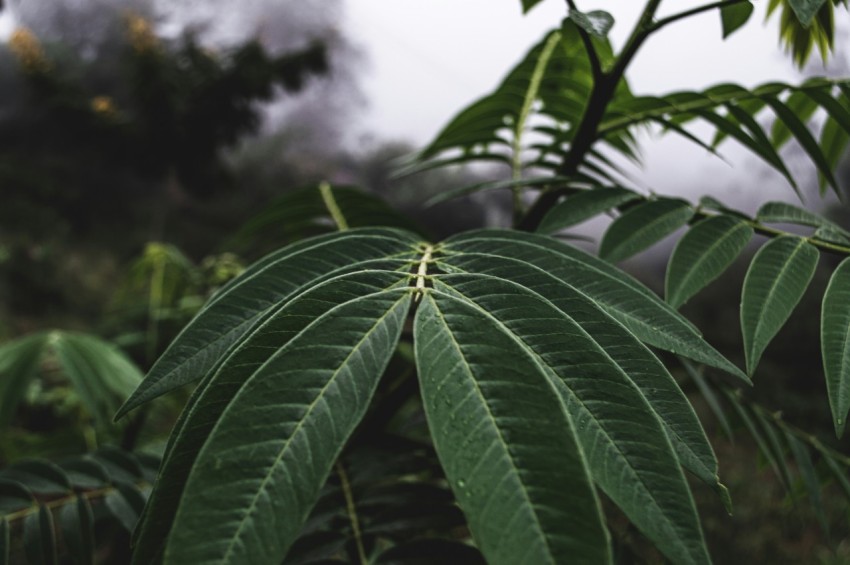 a close up of a green leafy plant