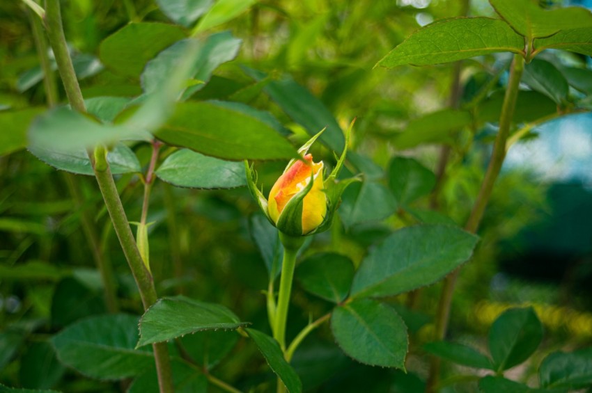 a yellow and red flower with green leaves