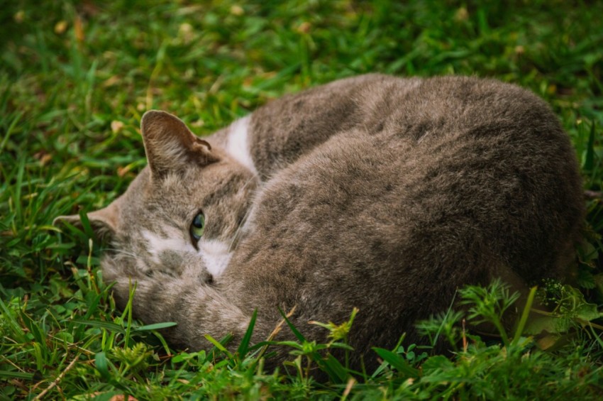 a cat that is laying down in the grass msnzH16