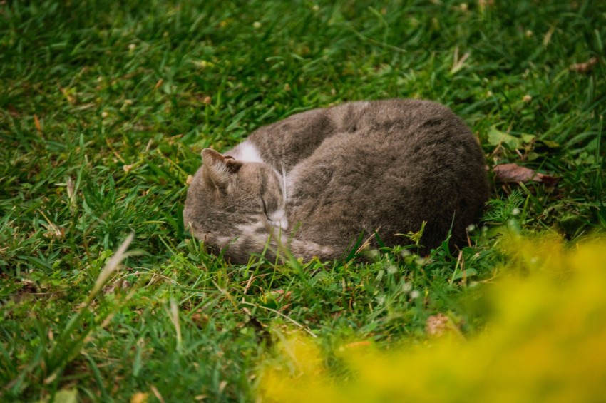 a cat that is laying down in the grass