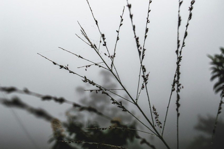 a close up of a plant on a foggy day