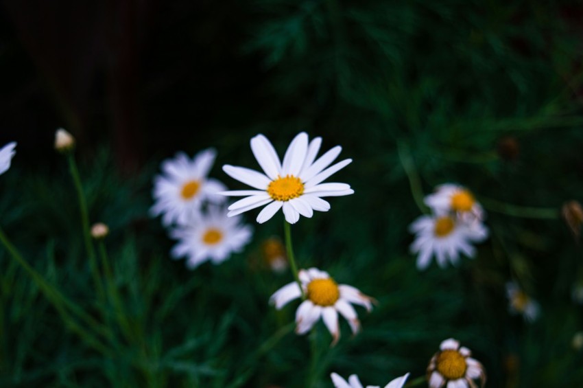 a bunch of daisies that are growing in a field