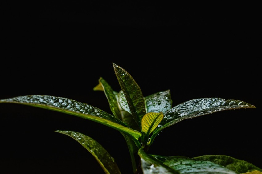 a close up of a plant with water droplets on it