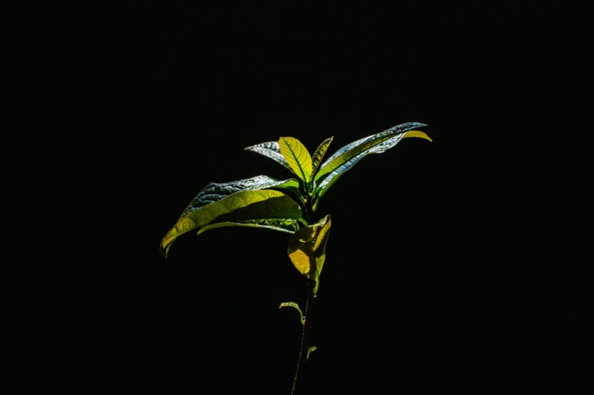 a plant with green leaves on a black background