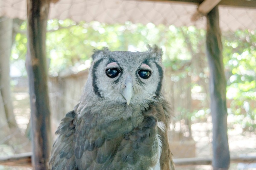 brown and gray owl in close up photography