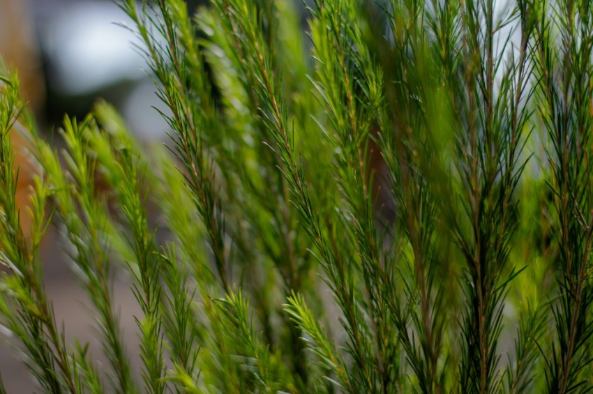 a close up of a plant with green leaves