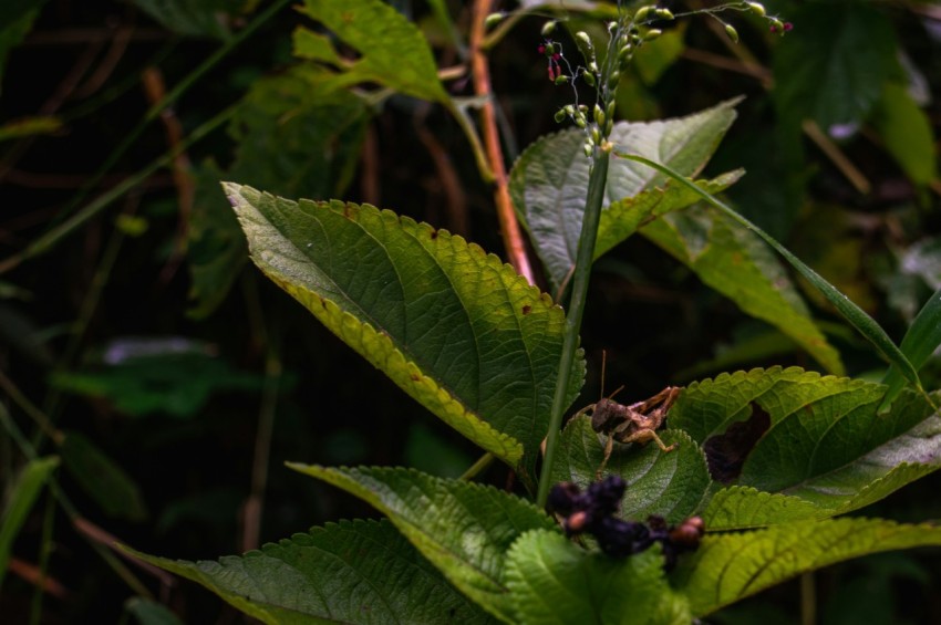 a close up of a plant with leaves and flowers