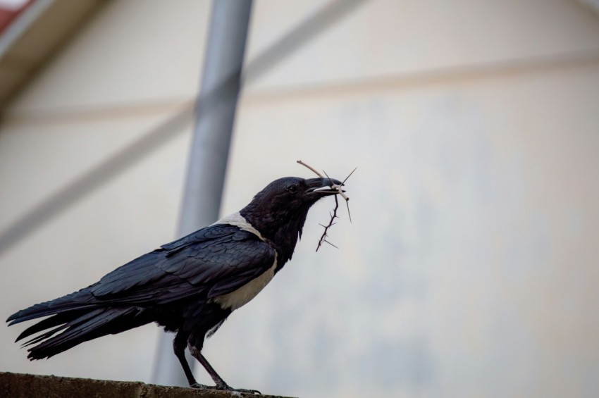 black and white bird on brown wooden stick