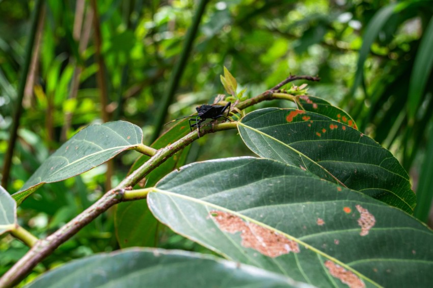 a bug sitting on a branch in a forest