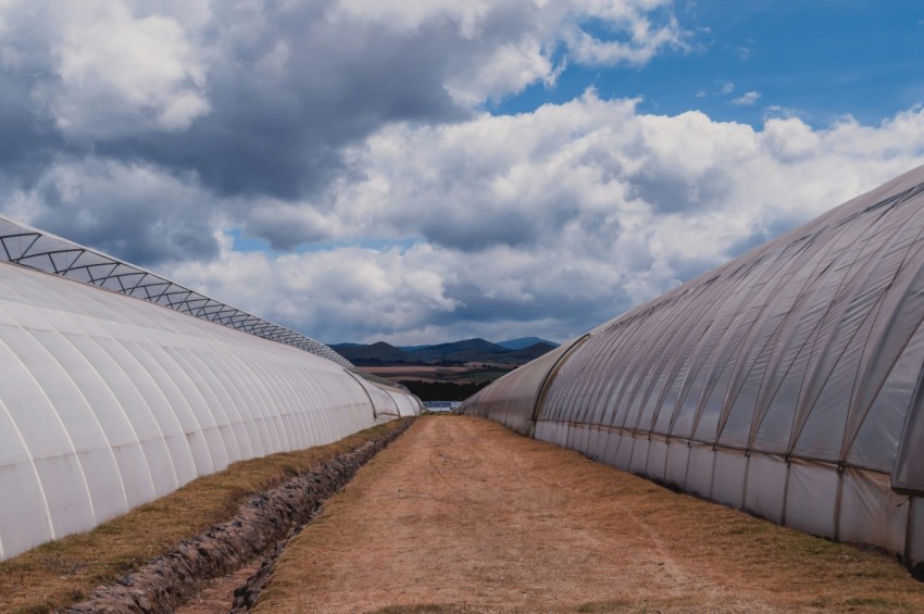 pathway between two grey and white greenhouses