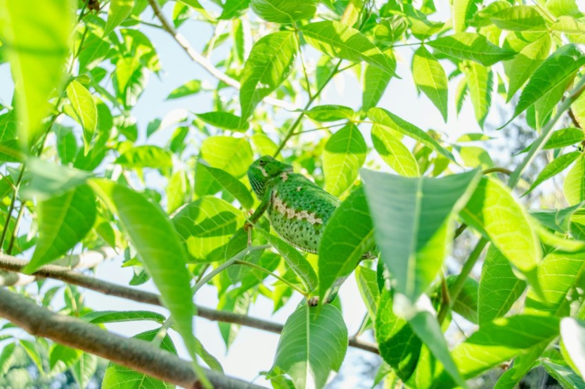 green and black bird on tree branch during daytime