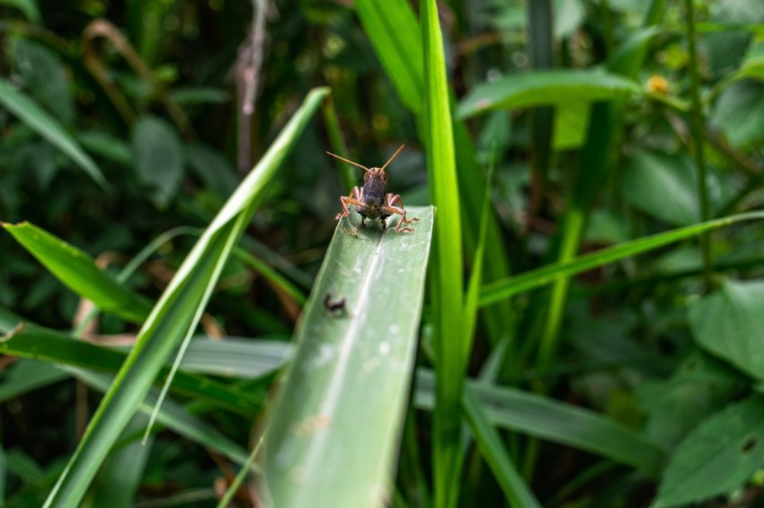 a bug sitting on top of a green leaf