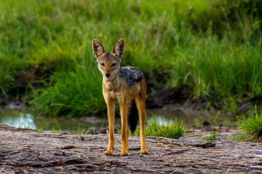 brown and black fox on brown soil