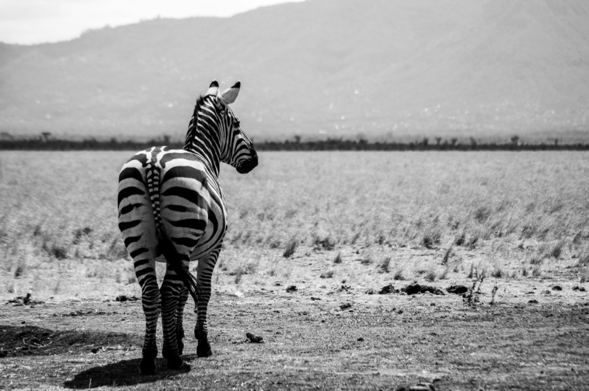 a zebra standing in the middle of a field