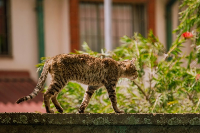 a cat walking on a ledge in front of a house M5adUJ