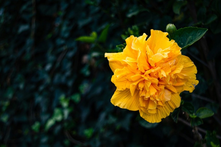 a yellow flower with green leaves in the background DB1XB8P