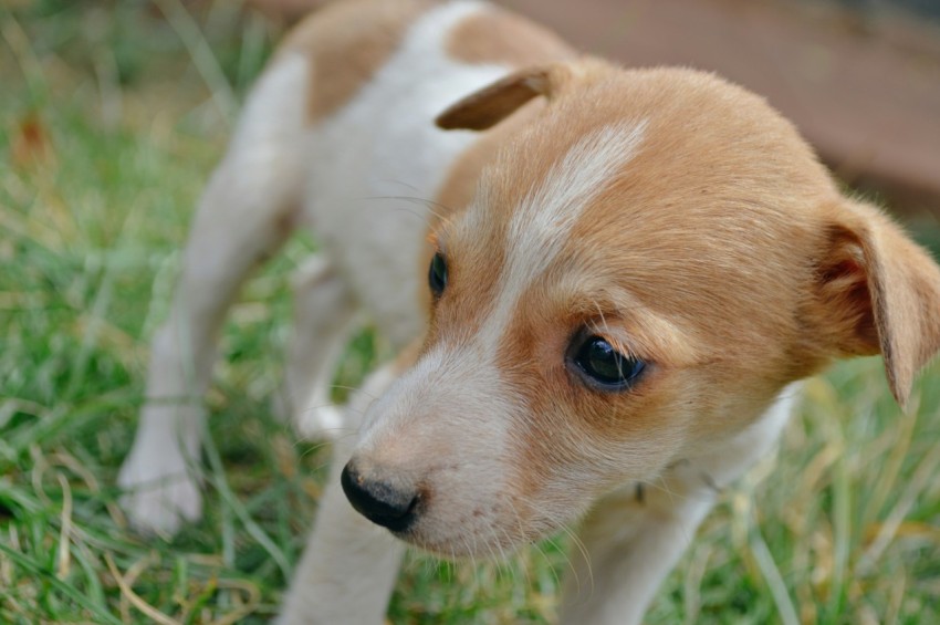 a small brown and white dog standing on top of a lush green field