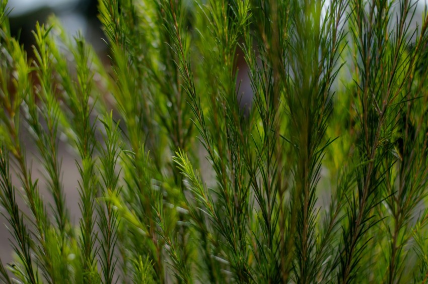 a close up of a green plant with a blurry background