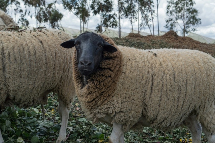 two white sheep near trees during daytime _bJmimE2T