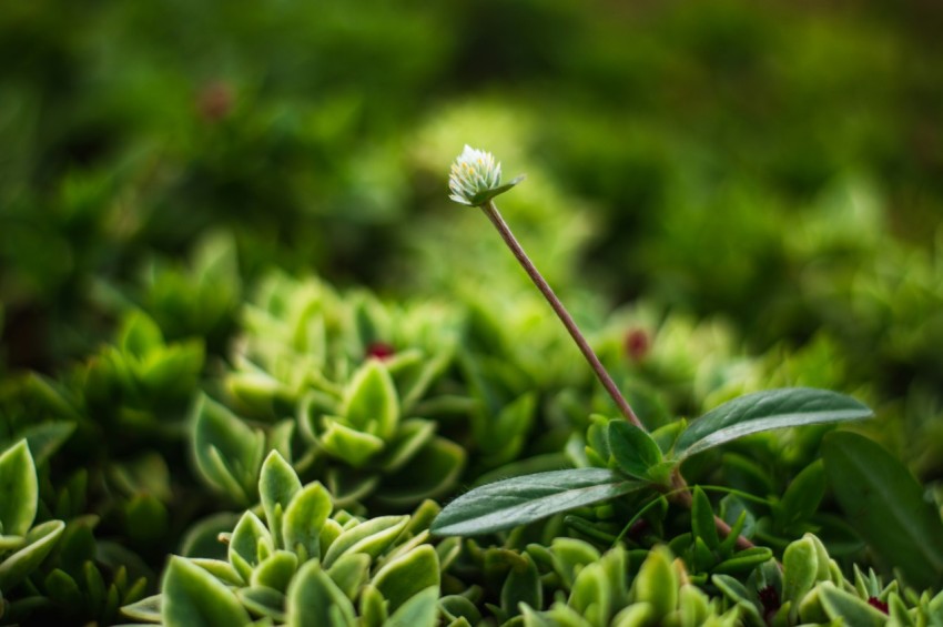 a small white flower sitting on top of a lush green field