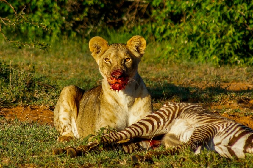 brown and white tiger lying on green grass during daytime