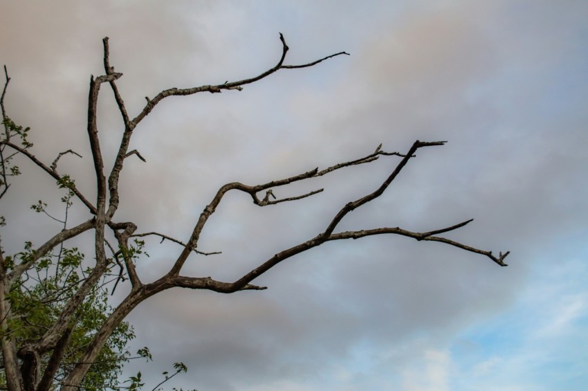 a bare tree with no leaves against a cloudy sky z2q