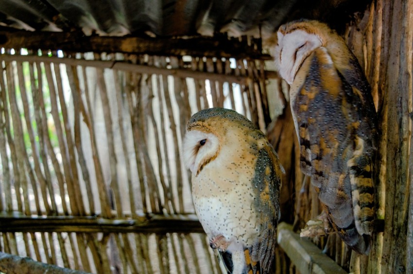 brown and white owl on brown wooden fence during daytime H P P