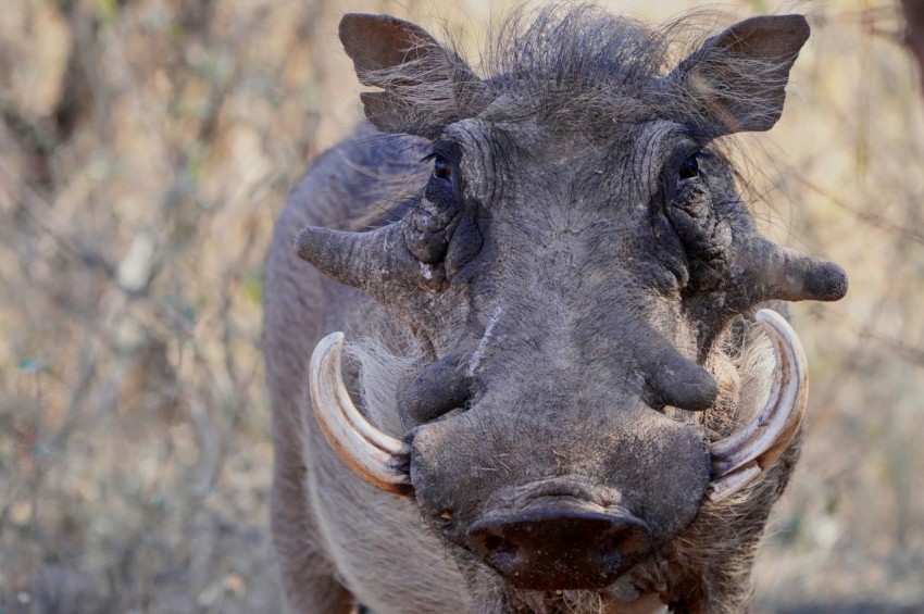 a warthog with large horns standing in a field