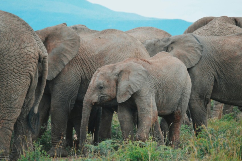 gray elephants on green field viewing mountain during daytime  PciNtfw