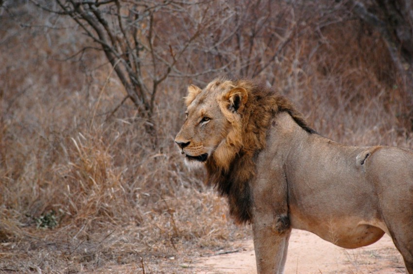 a lion standing in the middle of a dirt road