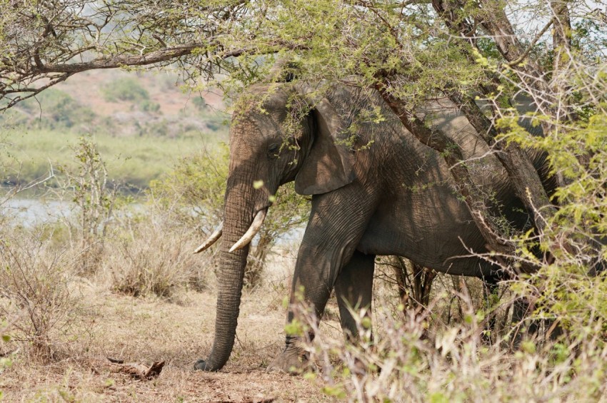 an elephant standing under a tree in a field