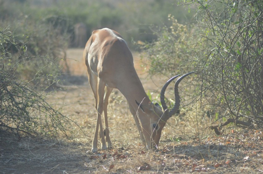 a deer eating grass