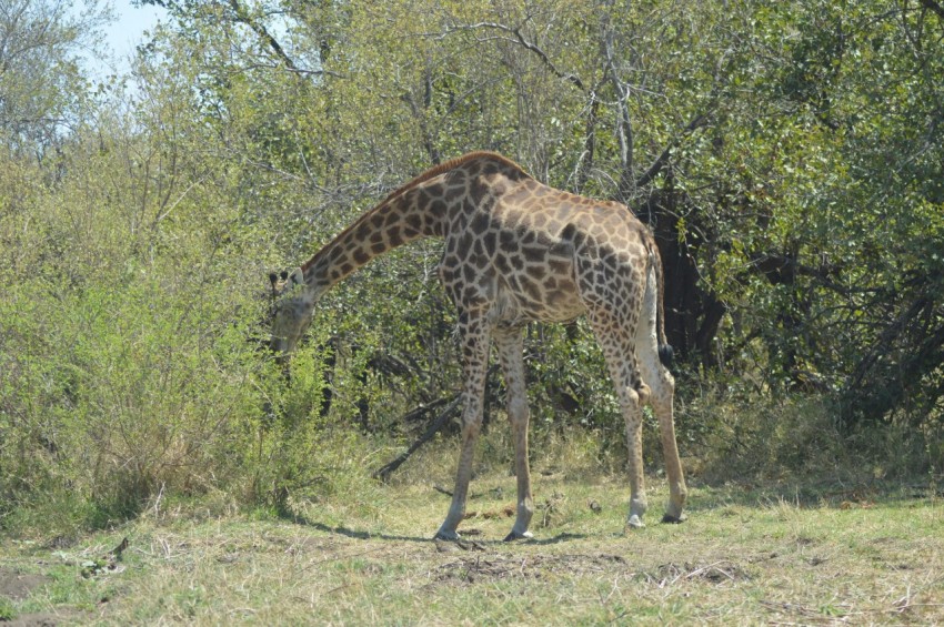 a giraffe eating grass