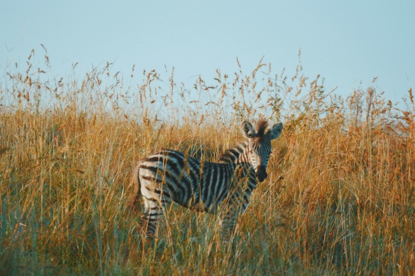 black and white zebra on brown fields during daytiem