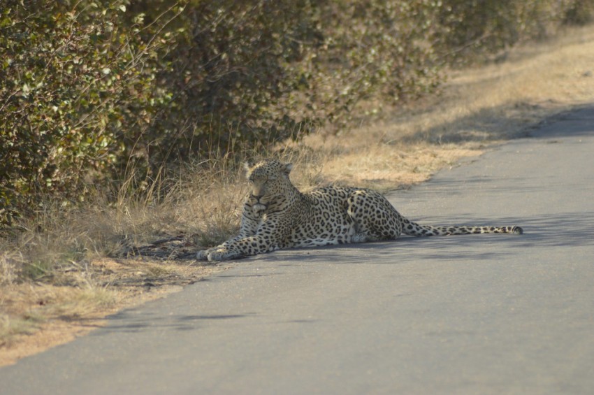 a cheetah lying on the ground