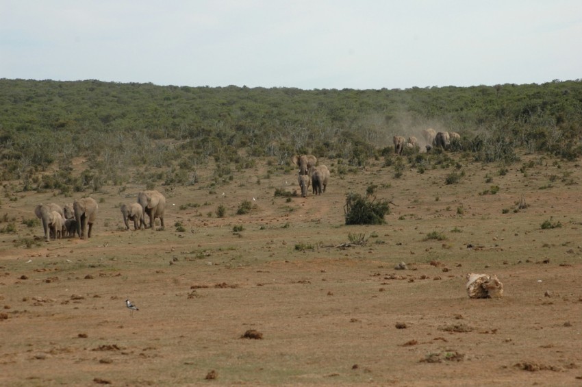 a herd of elephants walking across a dry grass field