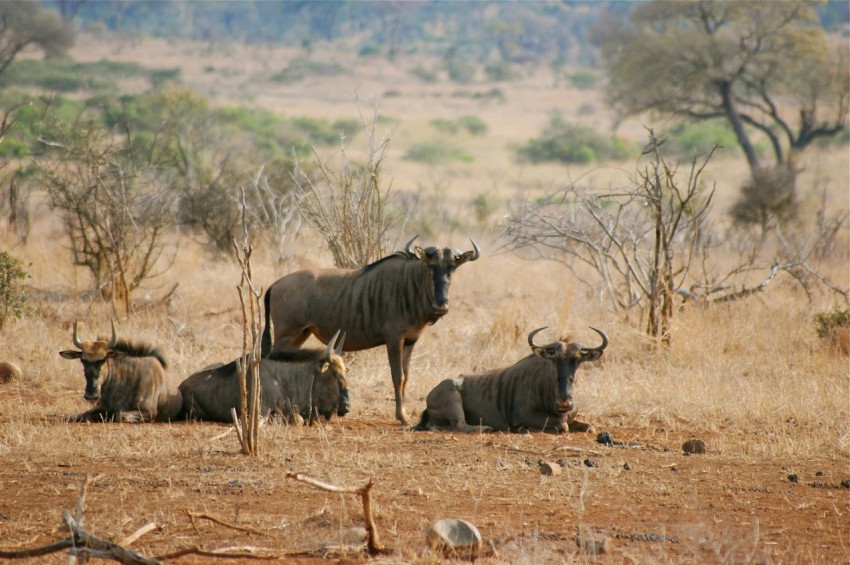 a group of animals that are standing in the dirt