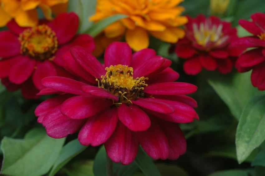 a bunch of red and yellow flowers in a garden