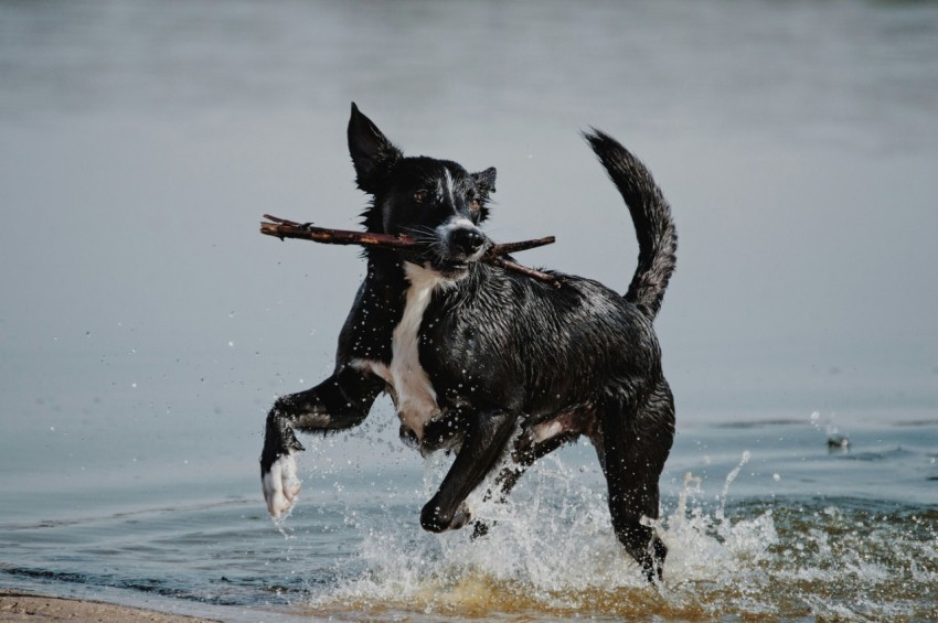 black and white short coat medium dog running on water during daytime akmoF