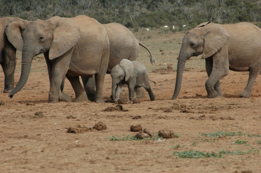 a herd of elephants walking across a dirt field