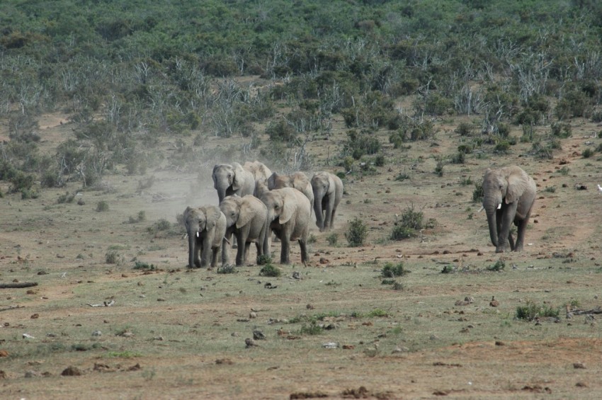 a herd of elephants walking across a dry grass field