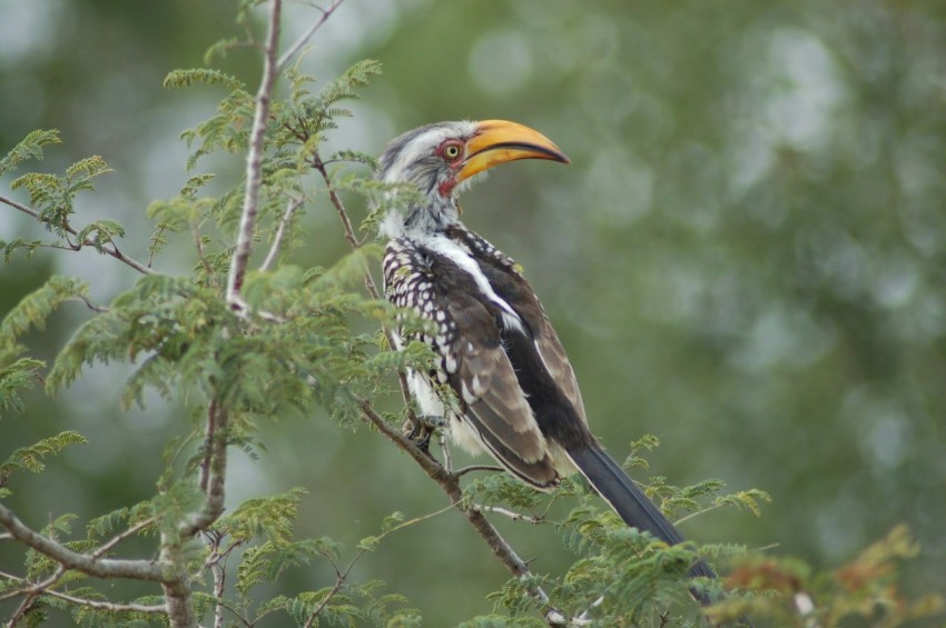 black and white bird on brown tree branch during daytime