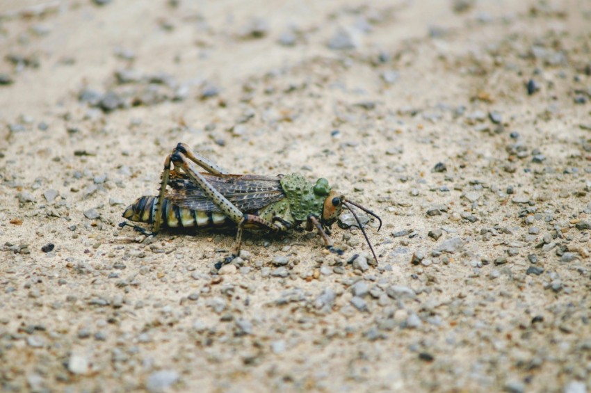 green grasshopper top of brown area