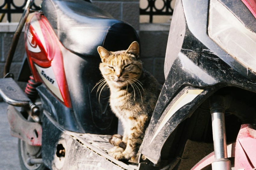 a cat sitting on the back of a motorcycle