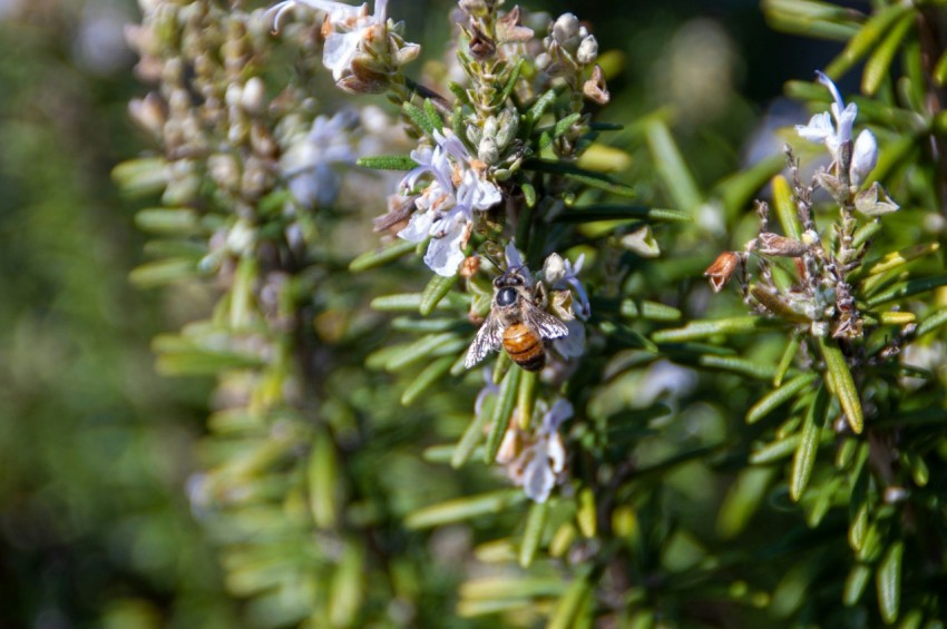 a close up of a plant with small white flowers