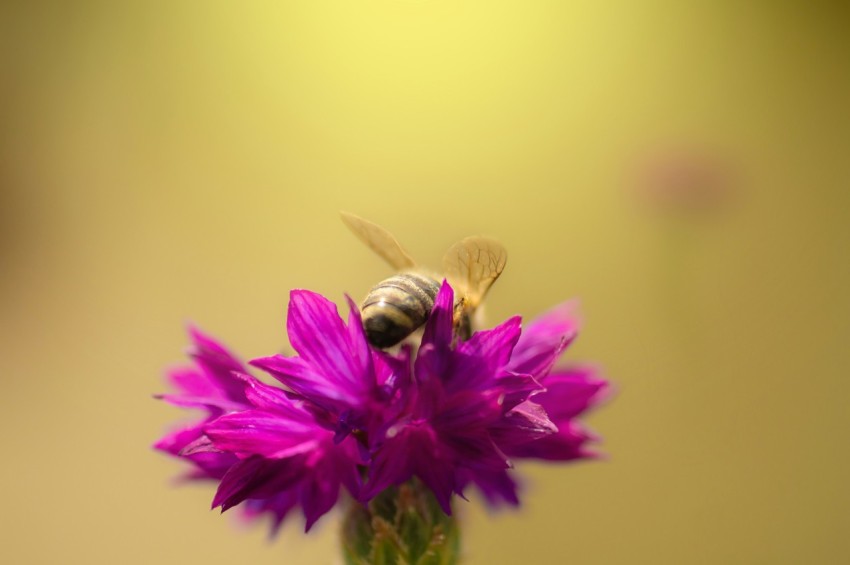 a bee is sitting on a purple flower