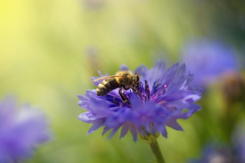 a bee is sitting on a purple flower