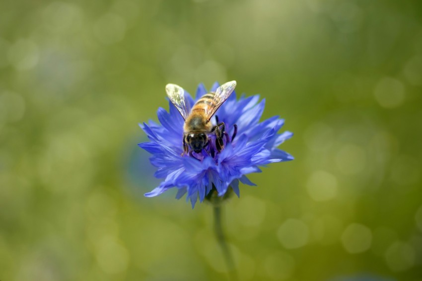 a blue flower with a bee on it