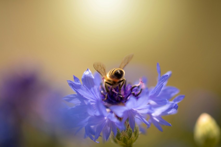 a bee sitting on top of a purple flower